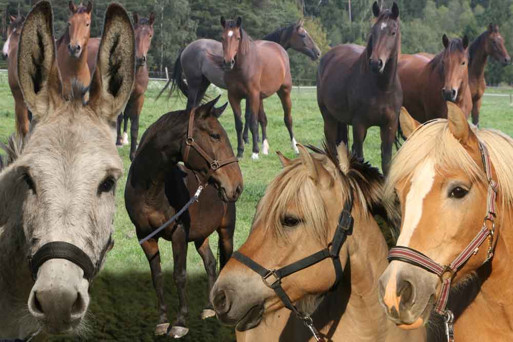 Pferde & Esel, weitere Bilder - hier klicken