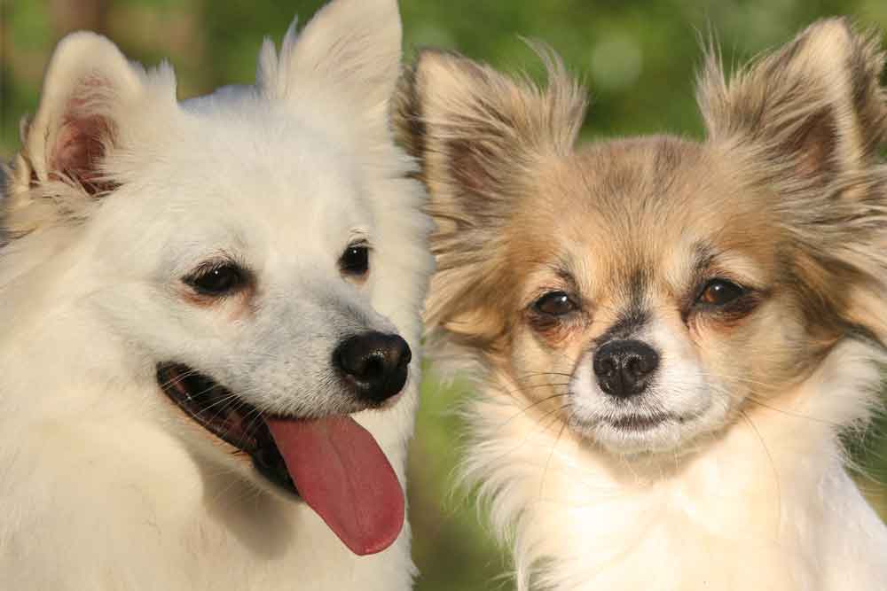 Spitz-Hündin & Chihuahua-Rüde, weitere Bilder - hier klicken